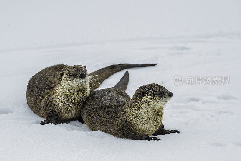 北美水獭，Lontra canadensis，也被称为北方水獭或普通水獭，是北美特有的半水栖哺乳动物。冬天在黄石河边和雪地里玩耍，黄石国家公园